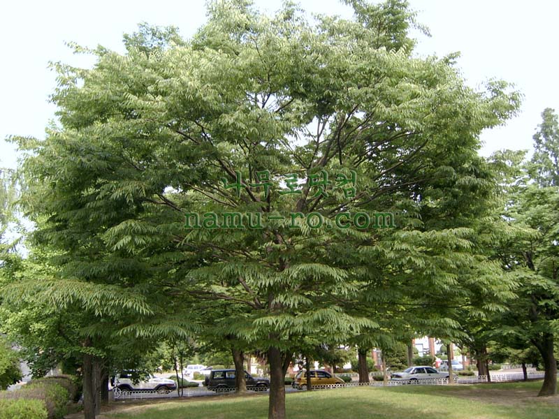 느티 나무 특징